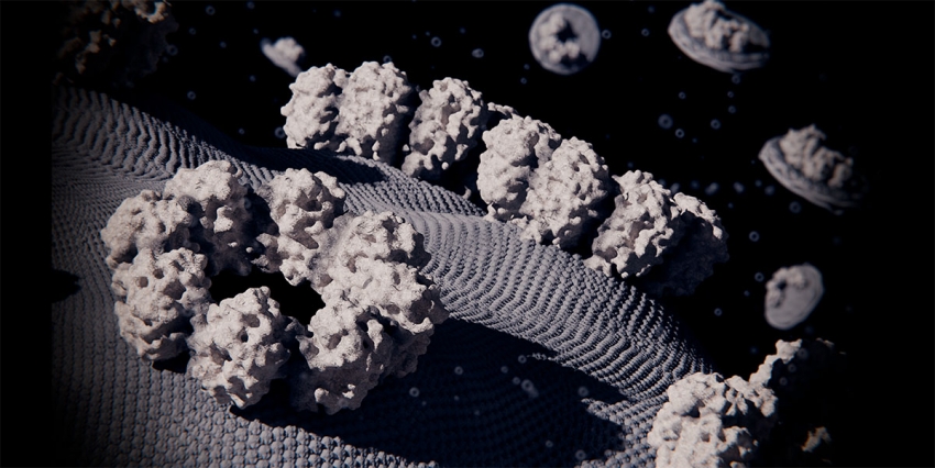Un estudio revela cómo las toxinas de anémonas marinas forman poros en células, abriendo nuevas vías biomédicas y biotecnológicas
